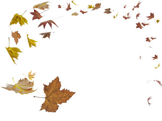 leaf falling in cycle isolated for background