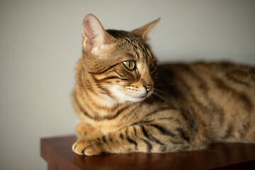 lying bengal tabby cat, pet portrait, pet care, pet hygiene, pet life, cute cat with big eyes

