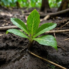 Close-up image of young sprout growing in jungle