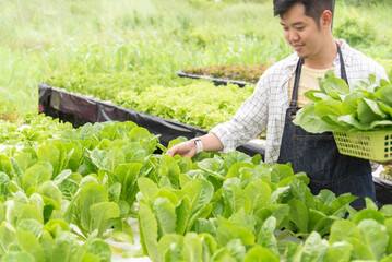 Owner farmer working and Asian man gardener in agriculture industry. Hydroponic agricultural...