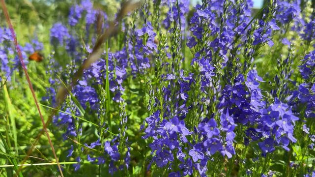 A tranquil landscape of a lush green field with Veronica broadleaf flowers, providing a splash of color to the natural setting