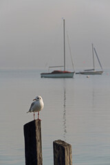 a jetty on Lake Ammersee in Bavaria with sailing boats and a seagull
