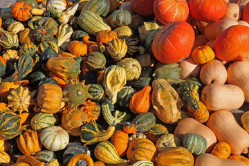 bright pumpkin fruit in the field in autumn in the sunlight