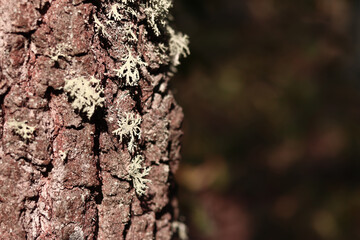 Oak moss (Evernia prunastri). Oak trunk covered with lichen. Cracked oak bark close-up and lichen. Drying of the tree. Damaged bark on the tree trunk, details. Moss