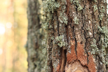 Obraz premium Oak moss (Evernia prunastri). Oak trunk covered with lichen. Cracked oak bark close-up and lichen. Drying of the tree. Damaged bark on the tree trunk, details. Moss