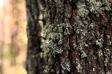 Oak moss (Evernia prunastri). Oak trunk covered with lichen. Cracked oak bark close-up and lichen. Drying of the tree. Damaged bark on the tree trunk, details. Moss