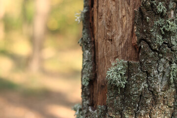 Oak moss (Evernia prunastri). Oak trunk covered with lichen. Cracked oak bark close-up and lichen. Drying of the tree. Damaged bark on the tree trunk, details. Moss