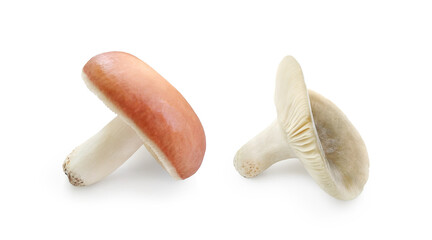 Different kind of Russula (Russula vesca and Russula grisea), forest edible mushroom, isolated on white background