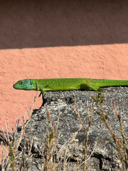 lizard on a rock