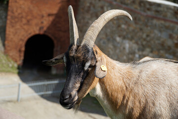 Brown male goat with horns - close-up on head