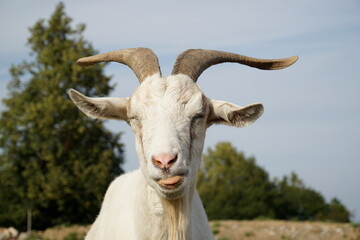 Male goat with horns - close-up on head
