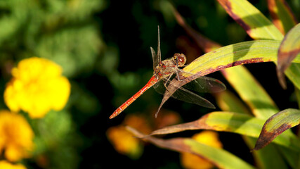  micro shooting of a dragonfly. High quality photo