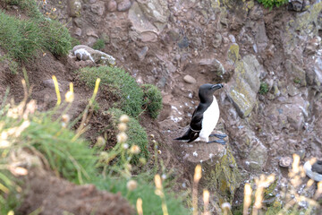 Fowlsheugh Cliffs Viewpoint Razorbill. Scotland, United Kingdom. Highlands of Scotland.