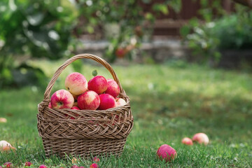 A wicker basket full of fresh fruit. Basket with red apples. Beautiful sunlight. Autumn harvest, harvesting or harvesting.