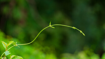 Green hop stem on blurred background.