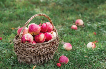 A wicker basket full of fresh fruit. Basket with red apples. Beautiful sunlight. Autumn harvest,...