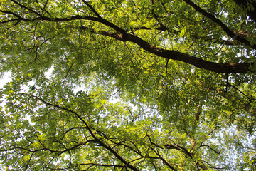 green leaves of the sky