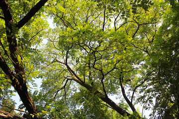 leaves against blue sky