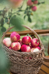 A wicker basket full of fresh fruit. Basket with red apples. Beautiful sunlight. Autumn harvest, harvesting or harvesting.