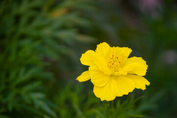 Cosmos flower, a tropical plant belonging to the kenikir-kenikiran tribe which originates from Latin America and Central America, but grows wild and is easily found in Florida, the United States, as w