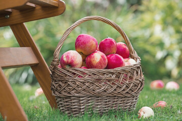 A wicker basket full of fresh fruit. Basket with red apples. Beautiful sunlight. Autumn harvest, harvesting or harvesting.