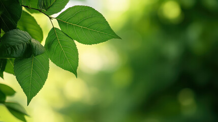 Fototapeta premium Gentle breeze rustling the leaves of a forest, mild weather, peaceful nature scene