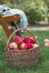 A wicker basket full of fresh fruit. Basket with red apples. Beautiful sunlight. Autumn harvest, harvesting or harvesting.