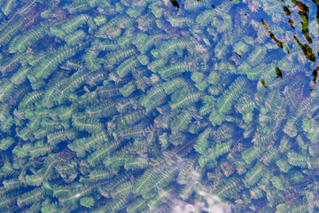 PLANTA ACUATICA DE GROENLANDIA DENSA