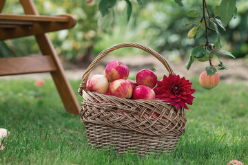 A wicker basket full of fresh fruit. Basket with red apples. Beautiful sunlight. Autumn harvest,...