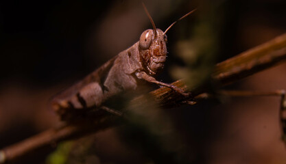 close up of brown grasshopper camouflaged with stem