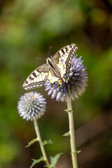 butterfly on a flower