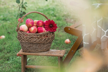 A wicker basket full of fresh fruit. Basket with red apples. Beautiful sunlight. Autumn harvest,...