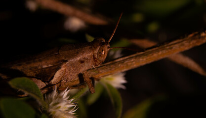 close up of brown grasshopper camouflaged with stem
