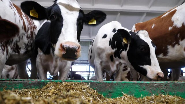 Portrait of curious cows chewing fodder at modern dairy farm. Cute mammal animals look into camera while feeding at milk factory. Concept of agriculture industry and livestock husbandry. Close up