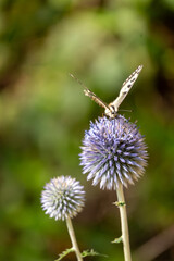 thistle and bee