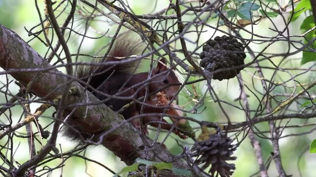 Ardilla com&uacute;n Sciurus vulgaris comiendo cono de pi&ntilde;a entre ramas del pino, Alcoy, Espa&ntilde;a