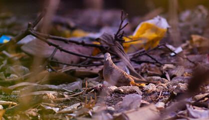 perkutut bird or Geopelia striata is looking for food in a park with lots of rubbish