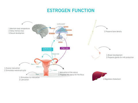 Detailed illustration of the function of estrogen in the female body, highlighting its role in regulating temperature, bone density, and reproductive health.