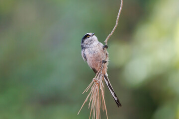 Mito (Aegithalos caudatus) posado en el final de ramita de pino con posición vertical, Alcoy, España