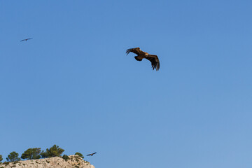 Cima del Alt de les Pedreres en Alcoy con buitre leonado volando y fondo de cielo azul, España