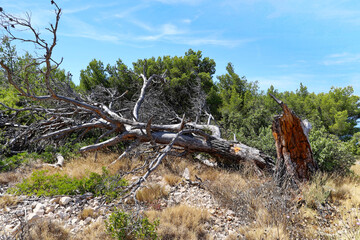Arbre mort (Pin) et tombé par la sécheresse sur le sentier du Belvédère menant à la Calanque D'En-Vau près de Marseille 