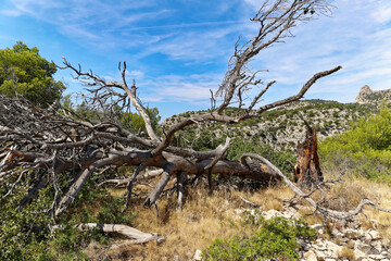 Arbre mort (Pin) et tombé par la sécheresse sur le sentier du Belvédère menant à la Calanque D'En-Vau près de Marseille 