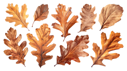 Set of isolated dry oak and Autumn leaves on a transparent background. Volume 2: Orange and brown color tone.