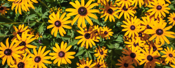 Bright yellow rudbeckia in close-up. Panoramic