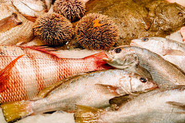 Fresh Seafood Display with Fish and Sea Urchins on Ice