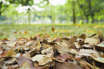 dry leaf in hand and soft focus floor in autumn season