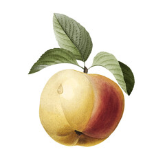 Vintage Botanical Apple Illustration with Water Droplet - Antique Fresh Apple Artwork