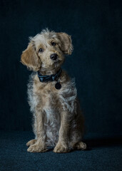 Adorable labradoodle puppy, wearing collar sitting in studio