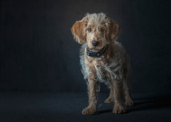 Adorable Labradoodle puppy, wearing collar in studio