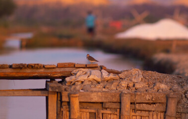 defocused wooden bridge with fish pond landscape. defocused trinil or tringa bird on a simple wooden bridge